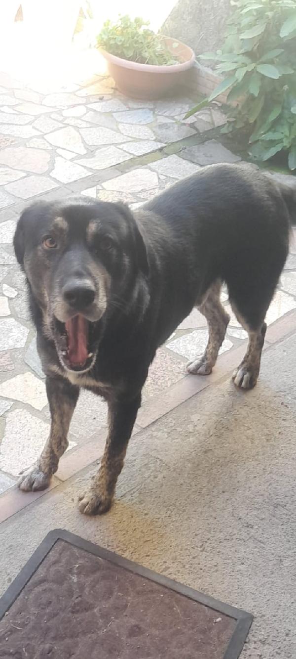 BALDO – 1 anno e mezzo, taglia media Foto 4